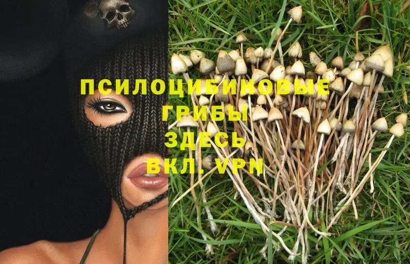 OMG как войти  Красный Холм  Галлюциногенные грибы Cubensis  как найти закладки 